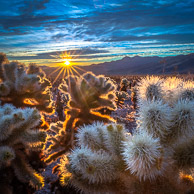 Joshua Tree