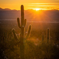 Saguaros