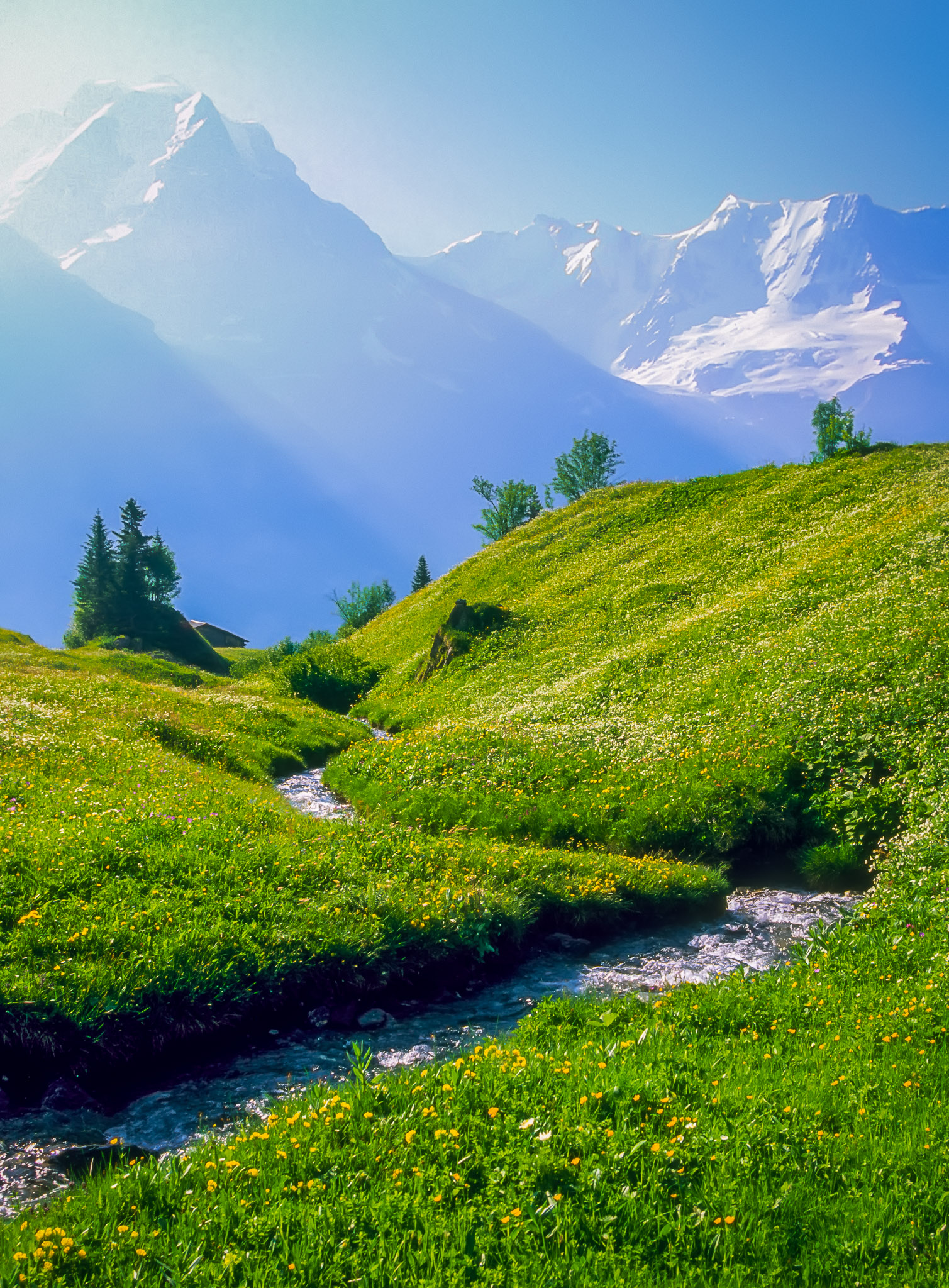 Spring flowers with Mönch in background; above Mürren, Switzerland