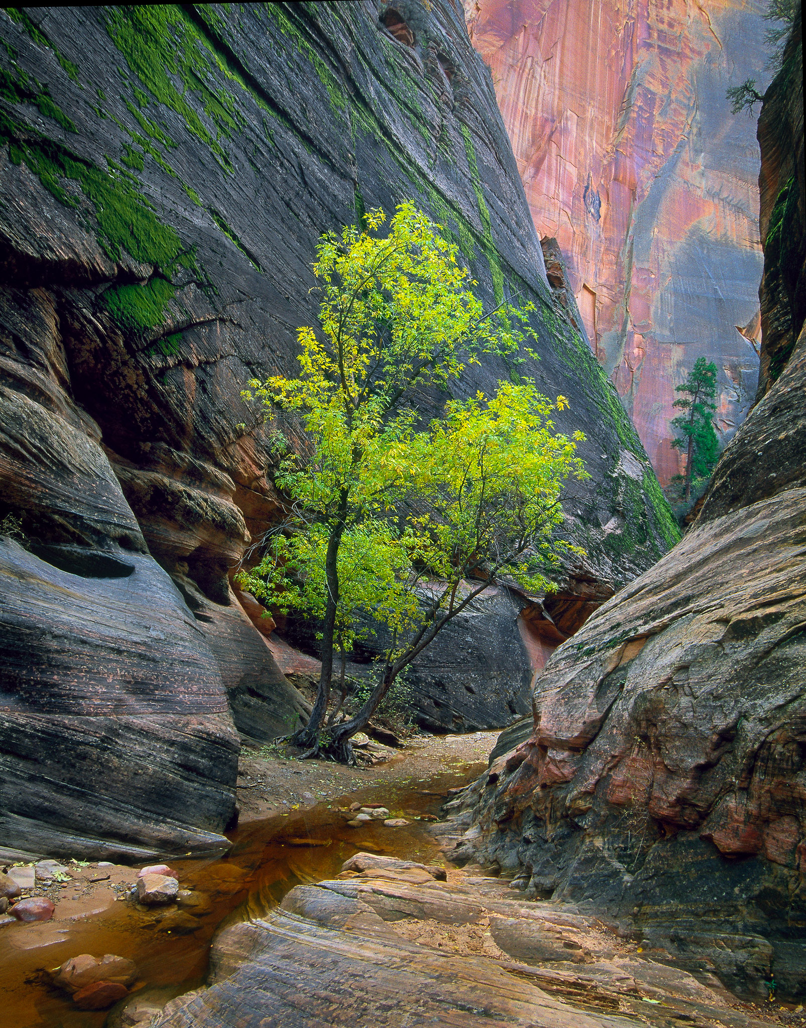 Echo Canyon, Zion National Park, Utah