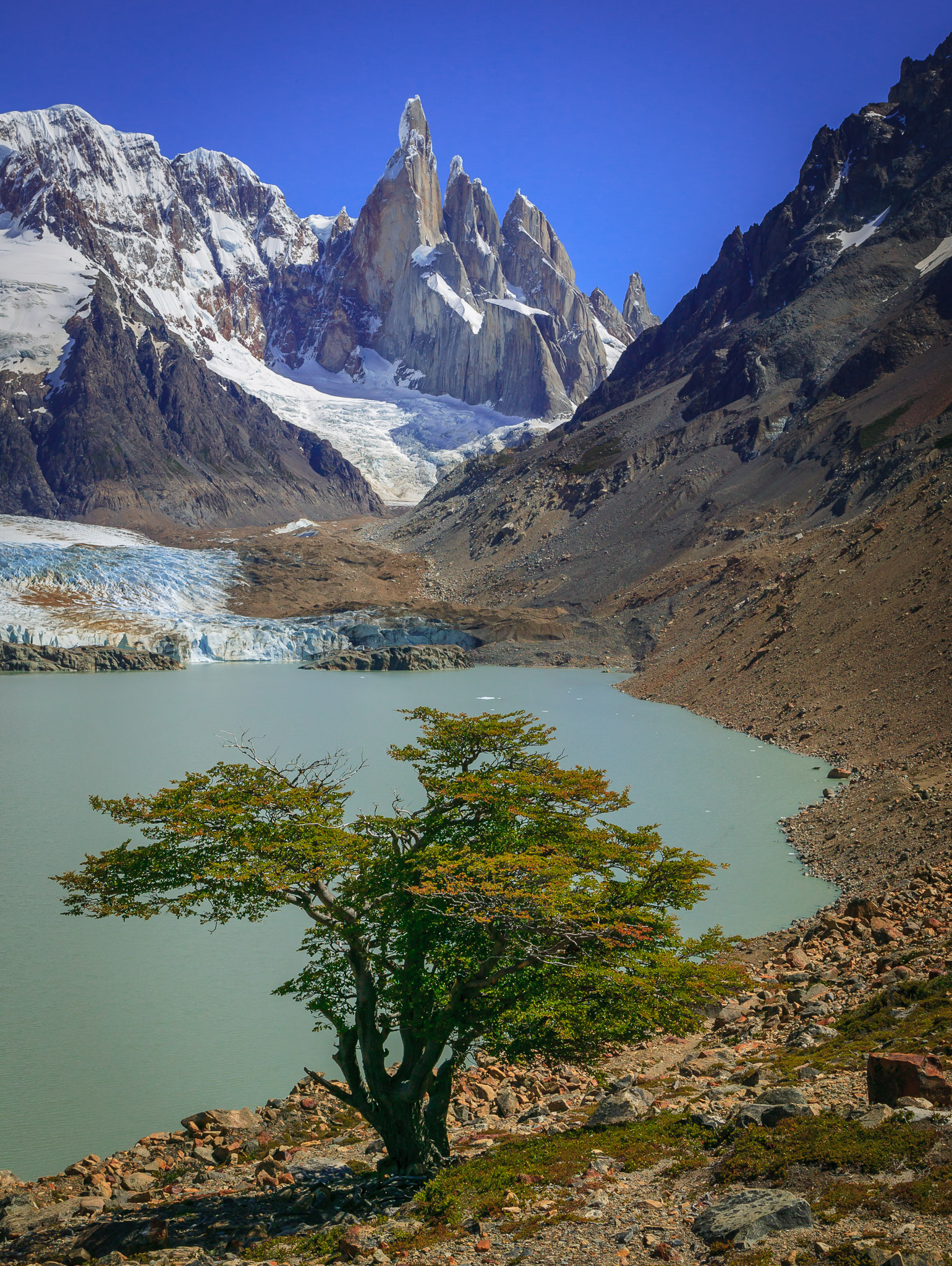 Laguna Torre & Beech tree in front of  Cerro Torre, Patagonia, Argentina