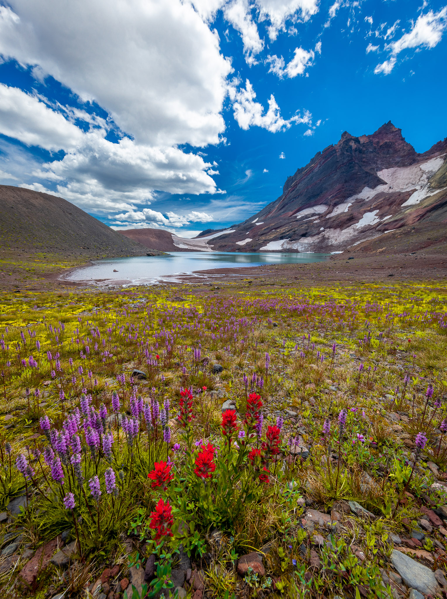 Wildflowers at Broken Top, Oregon Cascades