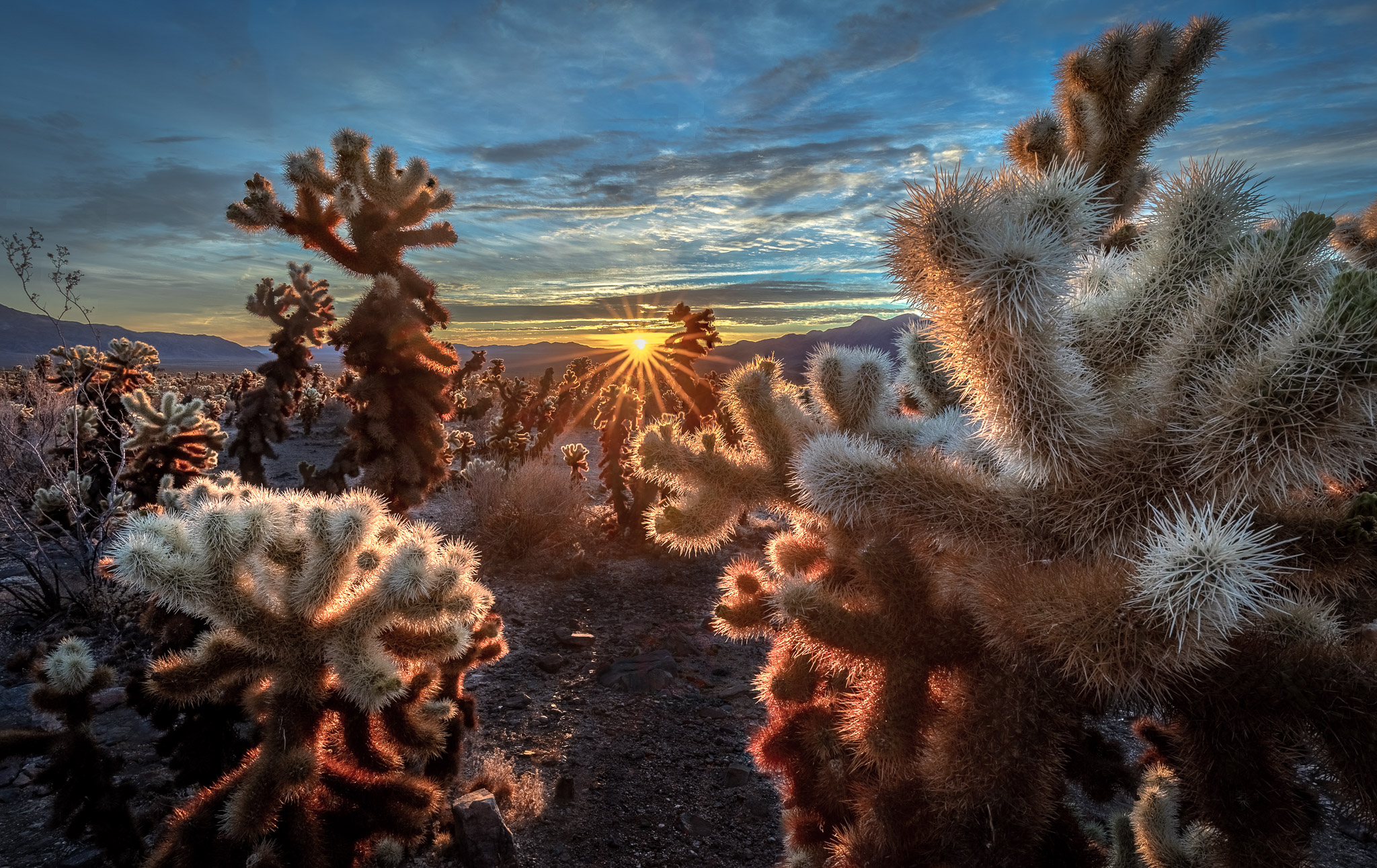 Joshua Tree Cholla Sunrise, California