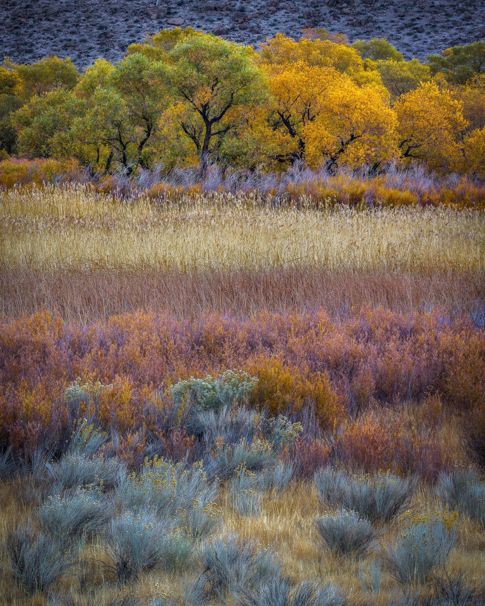 Owens Valley Autumn color, California