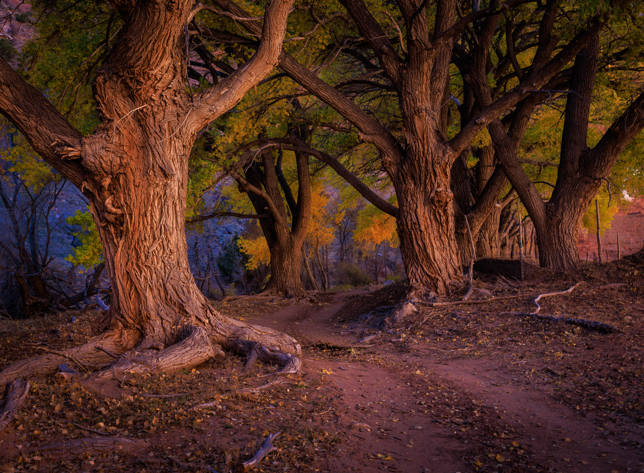 Avenue of Cottonwoods, Canyon de Chelly, Arizona