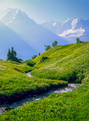 Spring flowers with Mönch in background; above Mürren, Switzerland