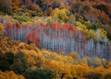 Fall aspen, Fish Creek, Steens Mountain, Oregon