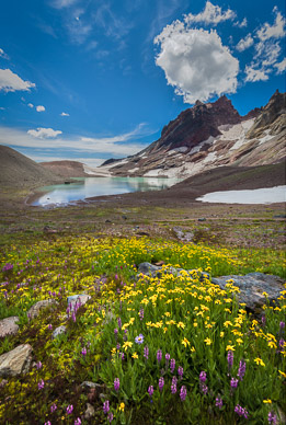 Wildflowers at Broken Top, Oregon Cascades
