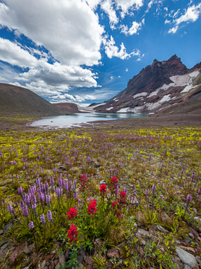 Wildflowers at Broken Top, Oregon Cascades