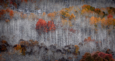 Steens Mountain's Fish Creek Autumn Color, Oregon