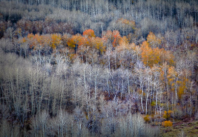 FIsh Creek aspen, Steens Mountain, Oregon
