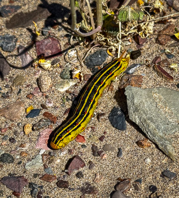 One of countless wildflower-eating caterpillars (White-Lined Sphinx, becomes large moth)