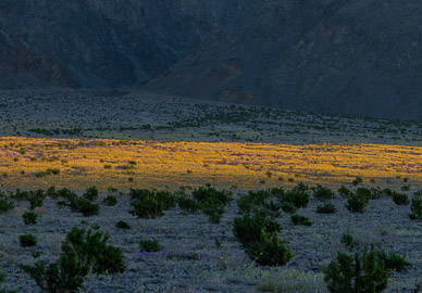 Early light on field of Desert Gold wildflowers, Death Valley