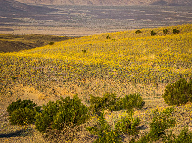 Desert Gold wildflowers