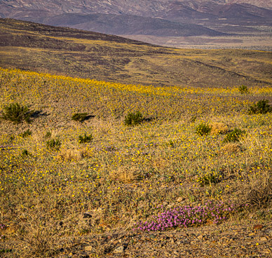 Desert Gold & Sand Verbena wildflowers, Death Valley