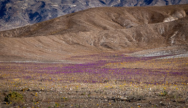 Wild Heliotrope (poisonous scorpion weed)