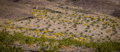 Flowering Brittlebrush