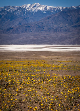 Desert Gold, Badwater Basin (c. 240' below sea level), & Telescope Peak (11,043')