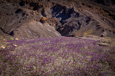 Wild Heliotrope (poisonous scorpion weed)