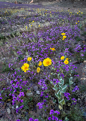 Desert Gold & Wild Heliotrope