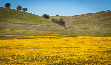 Goldfield wildflowers in Shell Creek valley