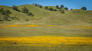 Goldfield wildflowers in Shell Creek valley