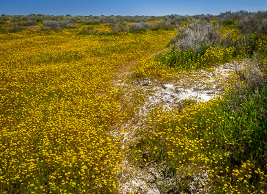 Carrizo Plain Goldfield carpet