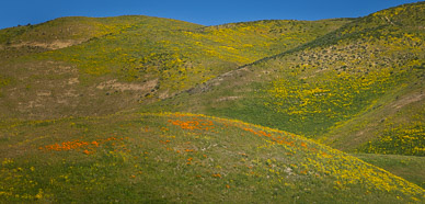 Carrizo's Temblor Range wildflowers (California Poppies, Hillside Daisy, & Goldfield)