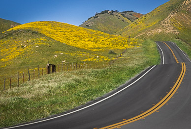 Carrizo's Temblor Range wildflowers (California Poppies, Hillside Daisy, & Goldfield)