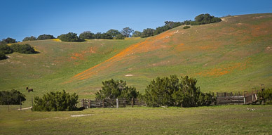 Carrizo's Temblor Range wildflowers (California Poppies)