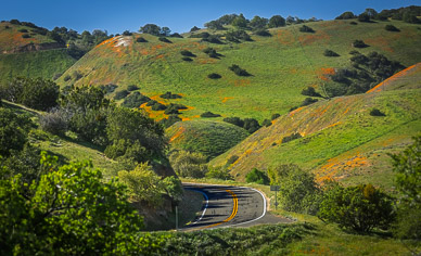 California Poppies & Highway 58 into Carrizo Plain