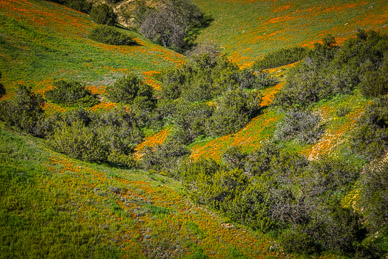 Carrizo's Temblor Range wildflowers (California Poppies)