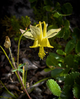 rs-20260714-114022-9950.jpg Columbine