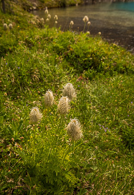 rs-20260715-132335-5604.jpg Mature Western Pasqueflower