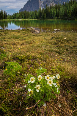 rs-20260716-112933-5865.jpg Just emerged Western Pasqueflower, Schaffer Lake