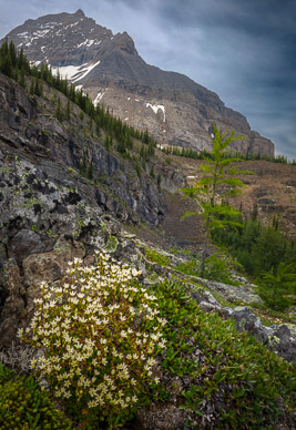 rs-20260716-122109-5931_4-stacked.jpg Spotted Saxifrage