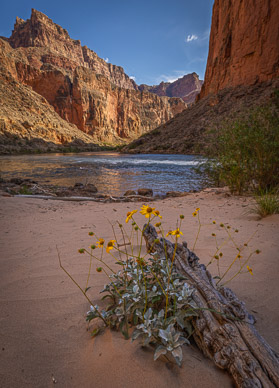 President Harding Camp, Colorado River