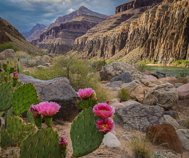 Colorado River flora