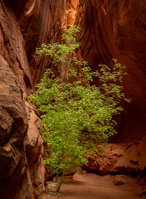 Burr Trail's Singing Canyon