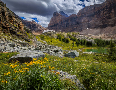 Wildflowers above Hungabee Lake, Opabin Plateau