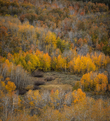 Fish Creek color