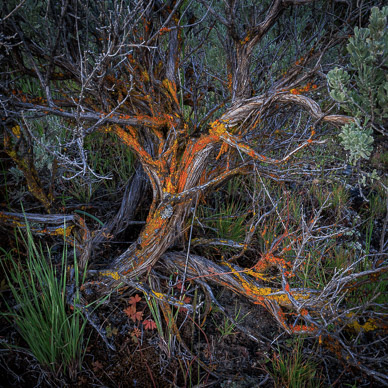 Owyhee's Succor Canyon Old Bitterbrush