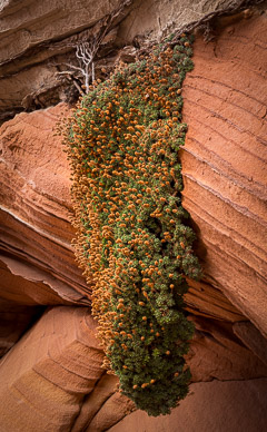 White Pocket wet  seam vegetation