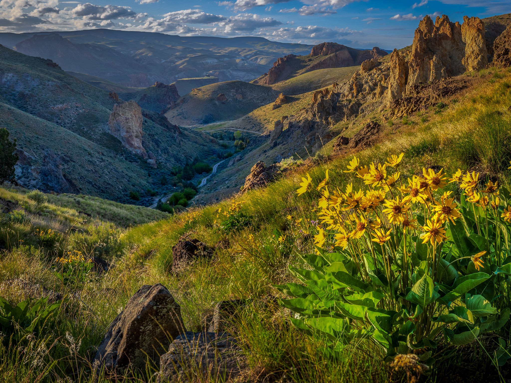 Owyhee's Birch Creek Balsam Root