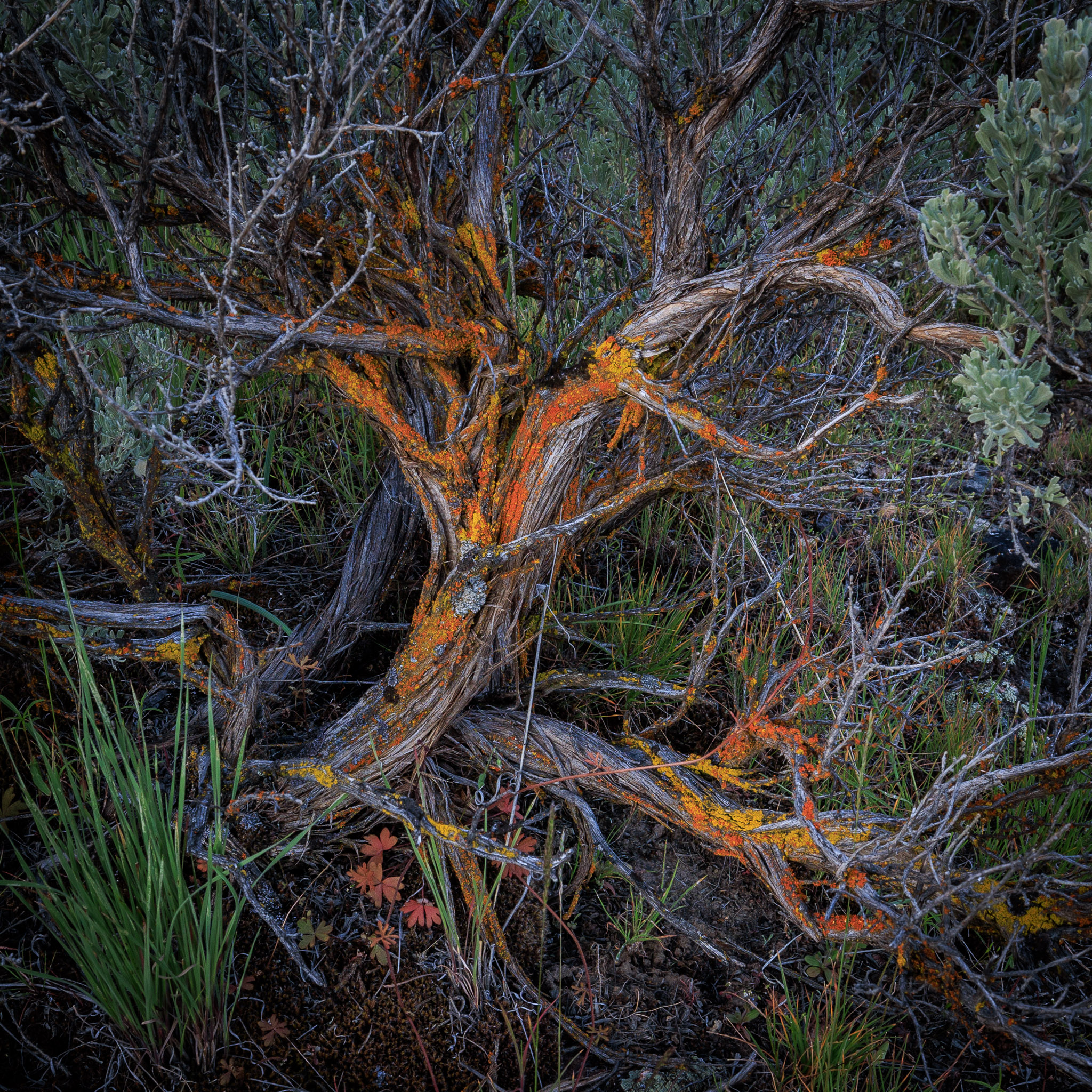 Owyhee's Succor Canyon Old Bitterbrush