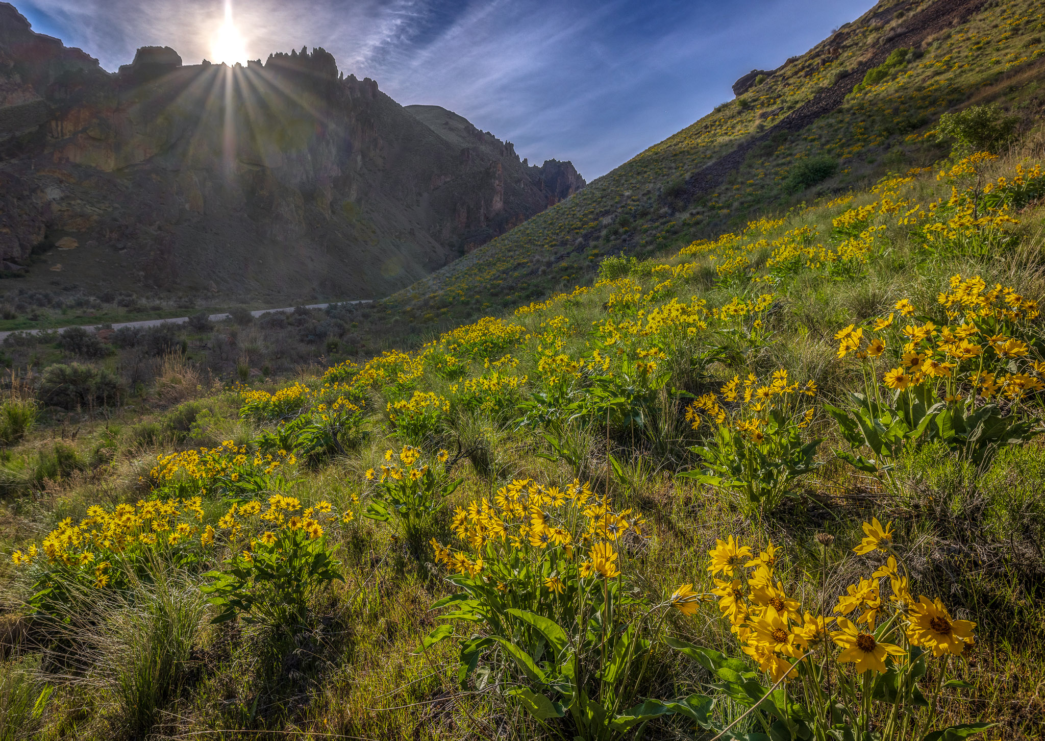 Leslie Gulch Balsam Root