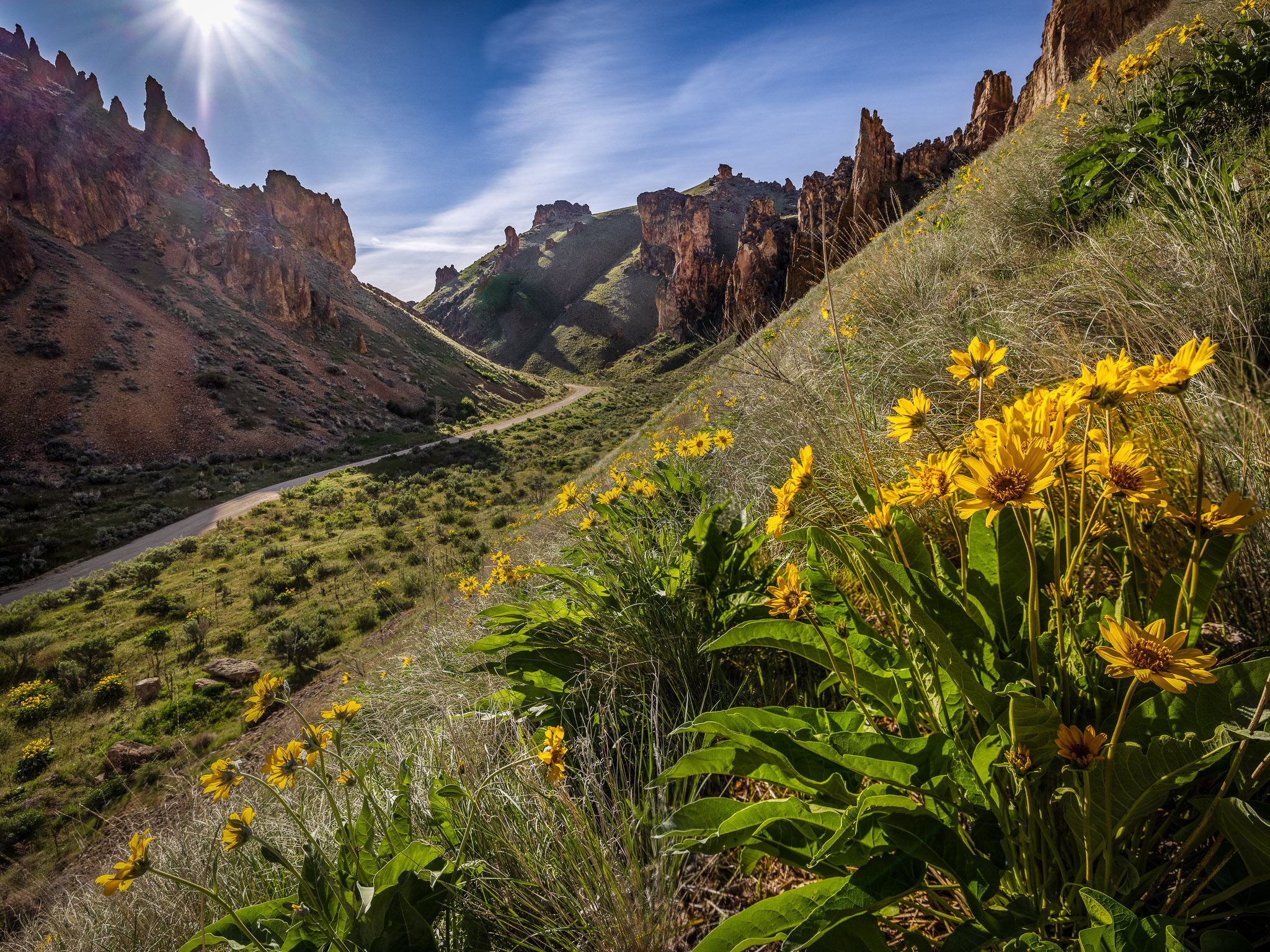 Leslie Gulch Balsam Root