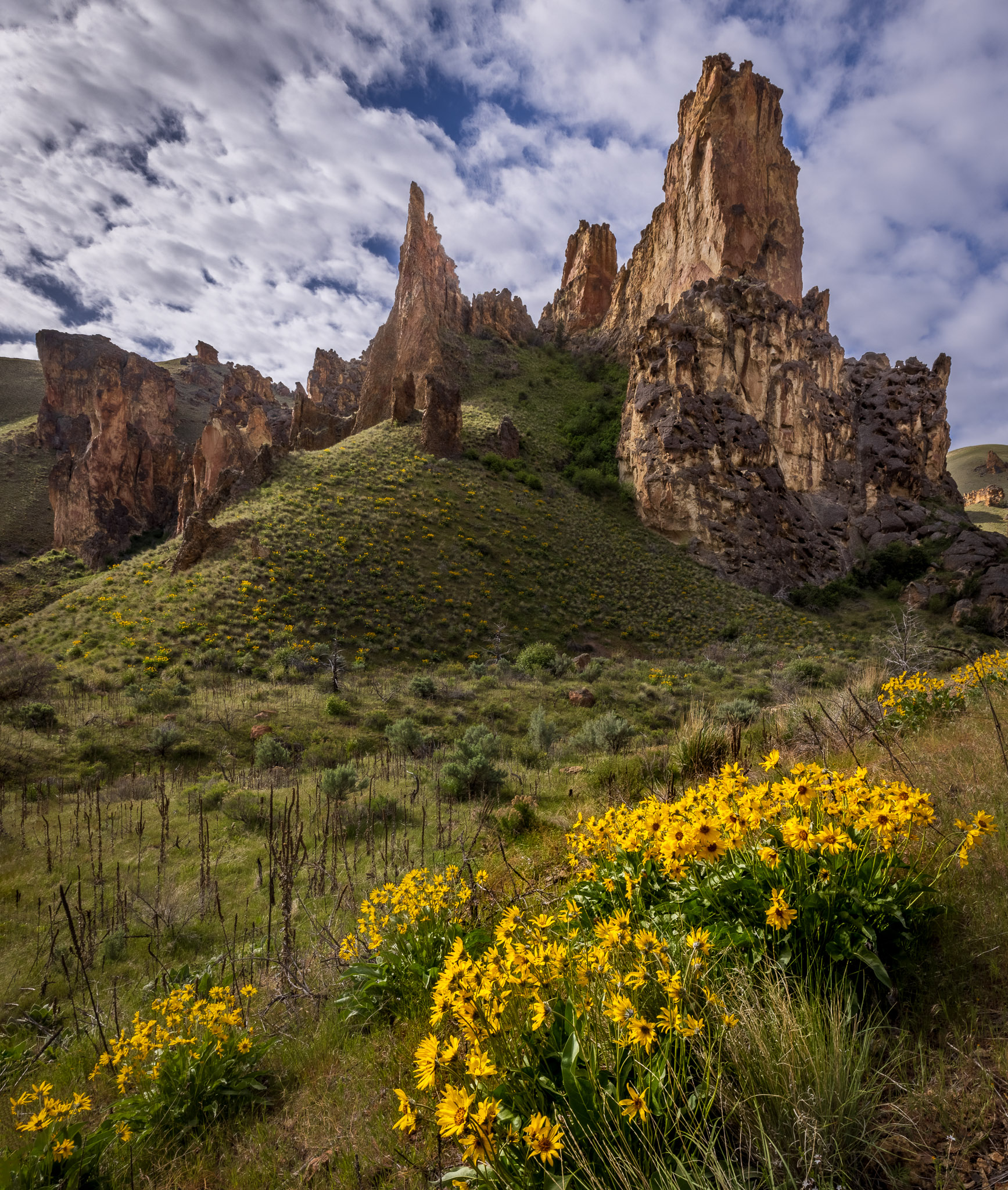 Owyhee's Leslie Gulch Balsam Root