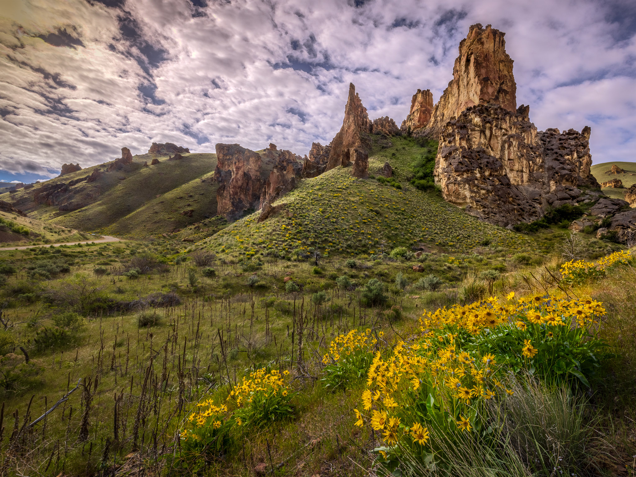 Leslie Gulch Balsam Root