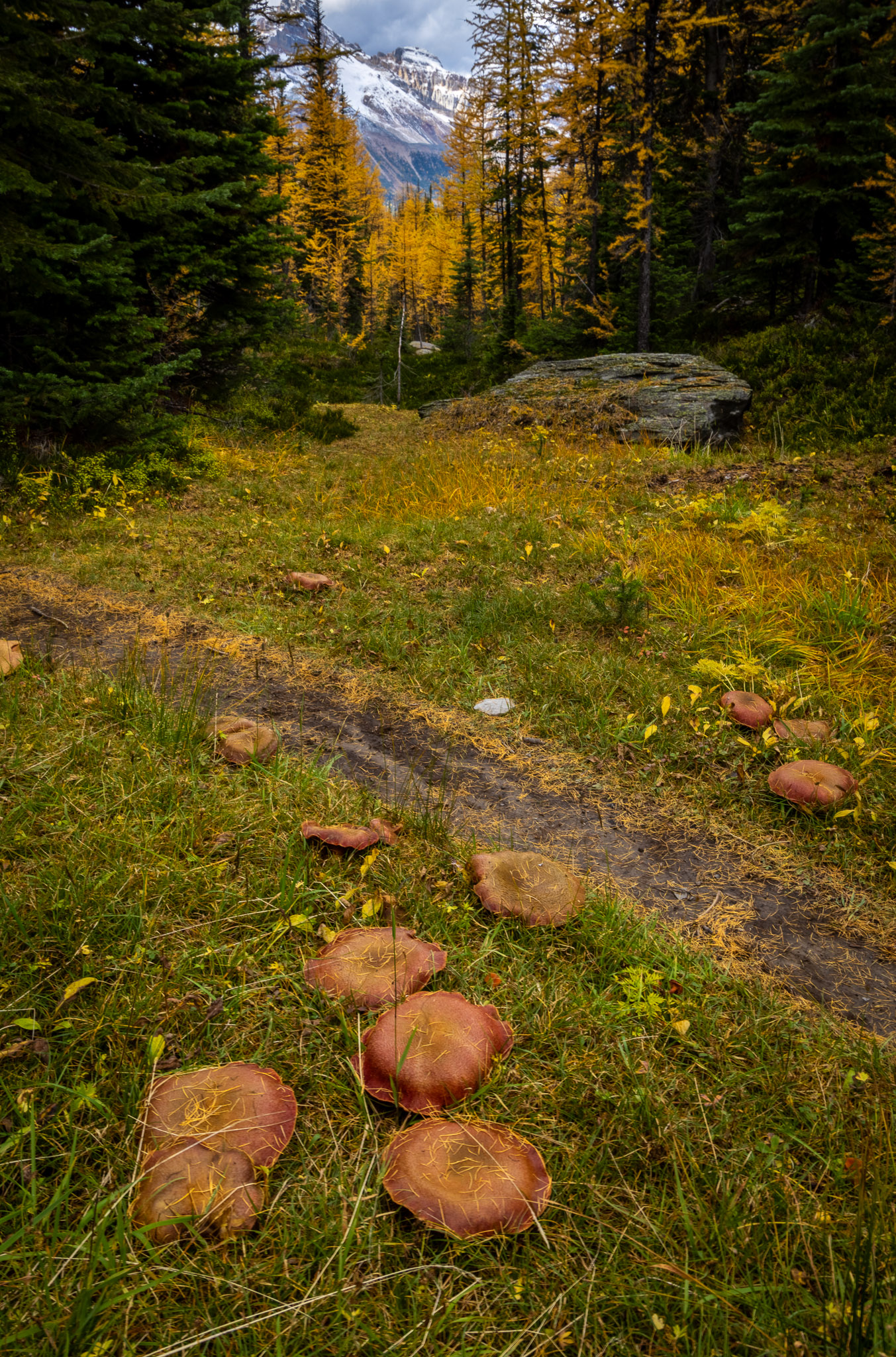 Mushrooms everywhere